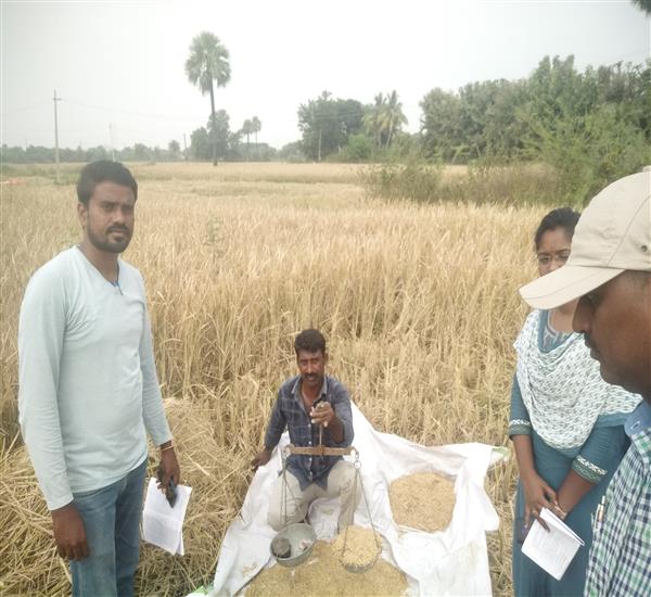 Peddapalli District - Peddapalle Division                                                                                                                                                                                                                  - Crop Cutting Expts.,                                                                                                                                   - Attended PMFBY Paddy Harvesting supervision at Neerukulla Village of Sulthanabad Mandal                                                                                                                                                                         - dt.28/11/2019          